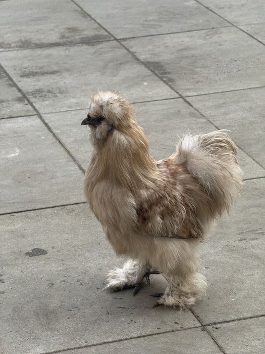 Kogut Silk czarny i bialy Silk