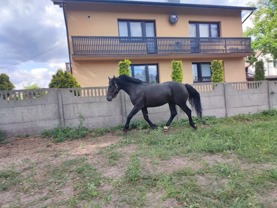 Sprzedam ogiera śląskiego