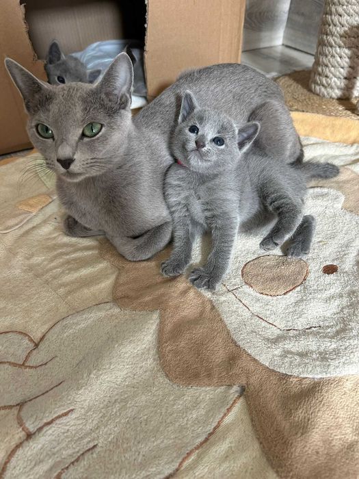 Kotka Rosyjska Niebieska FPL