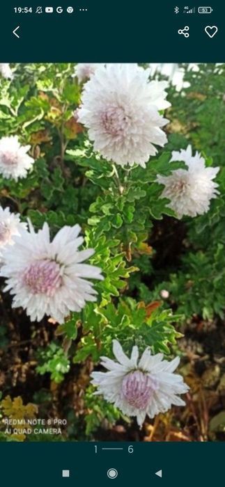 Хризантеми кущ пр