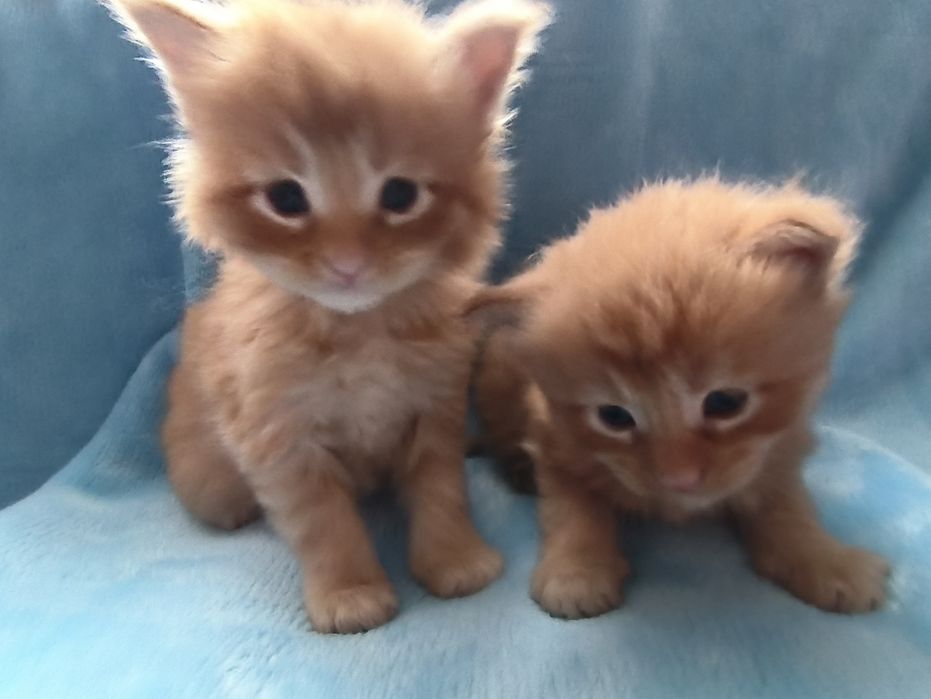 Sprzedam Maine coon
