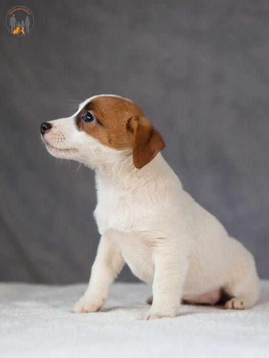 Jack Russell Terrier ZKwP FCI suczka k.włos -rezerwacja