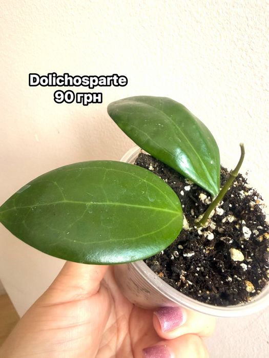 Хойи Blondie Dolichosparte Obovata, sunrise