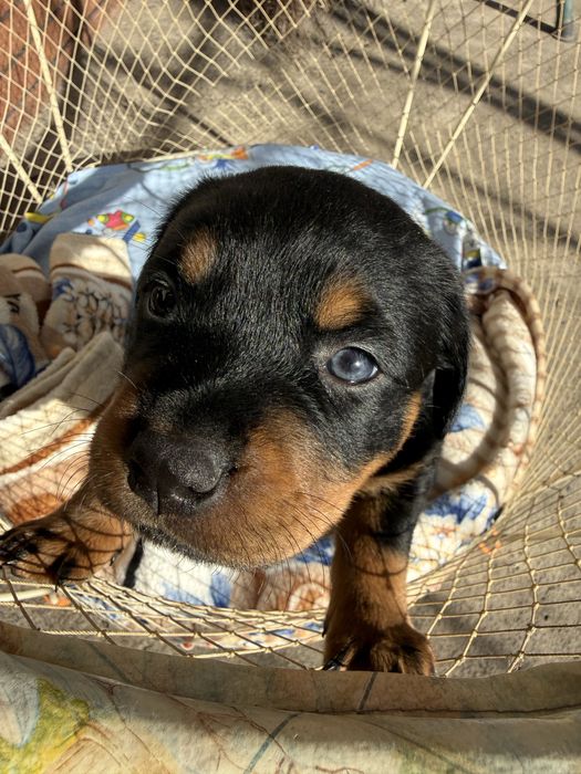 Крупний щенок ротвейлера