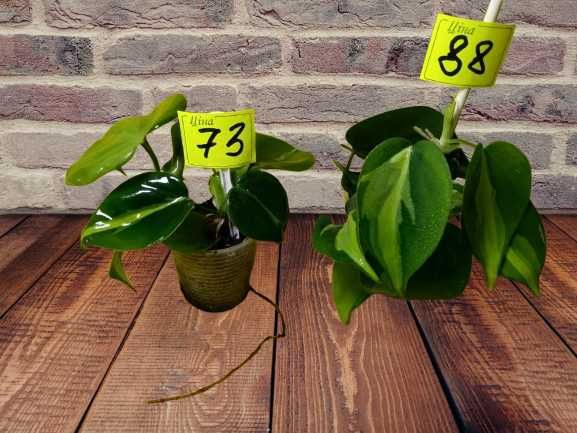 Філодендрон Бразіл