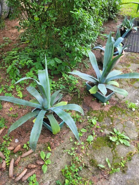 Agawa duża mała kwiat do ogrodu agave aloes amerykański