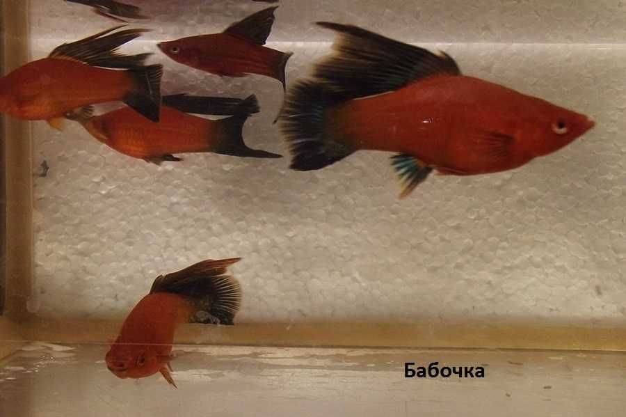 Меченосцы, молинезии, велиферы и п.р.