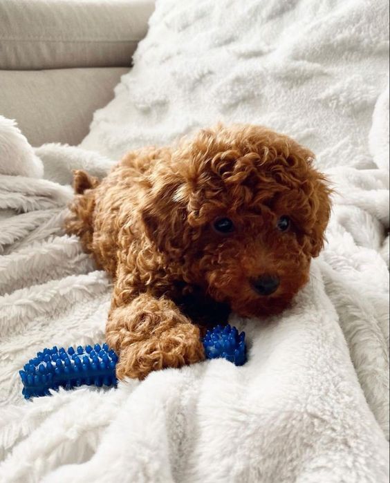 Пуделі Ред Браун і мальтіпу F1 і ф2 хлопчики і дівчатка міні зі Львова