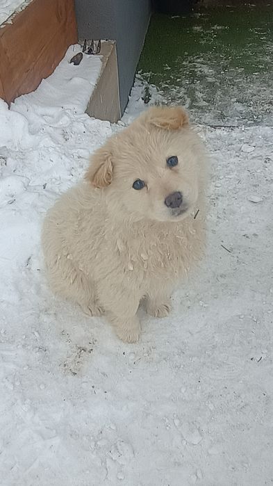 Szczeniaki,matka labrador z papierami.