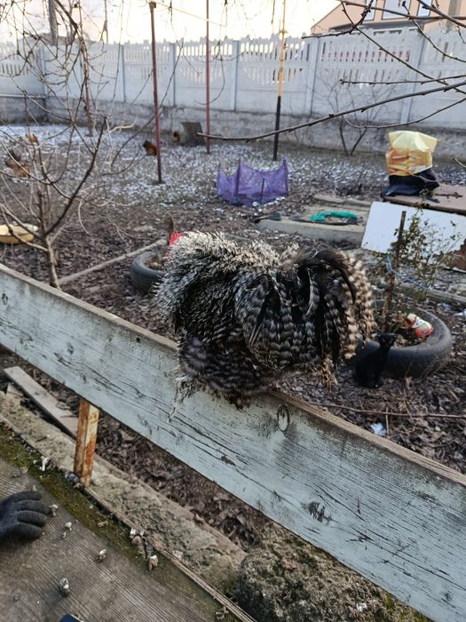 Инкубационное яйцо карликовый кокинхин