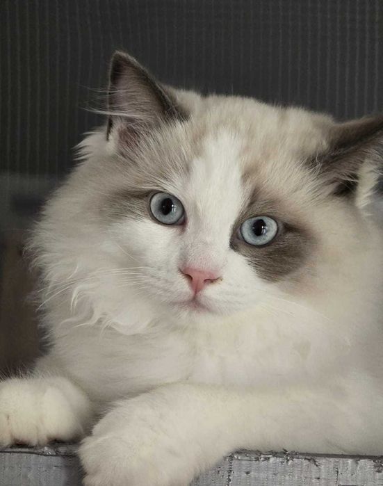 Koty rasowe Ragdoll