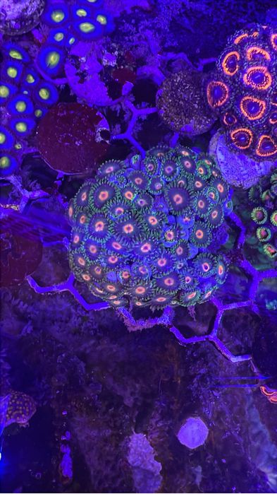 Frags zoanthus e mini colonias