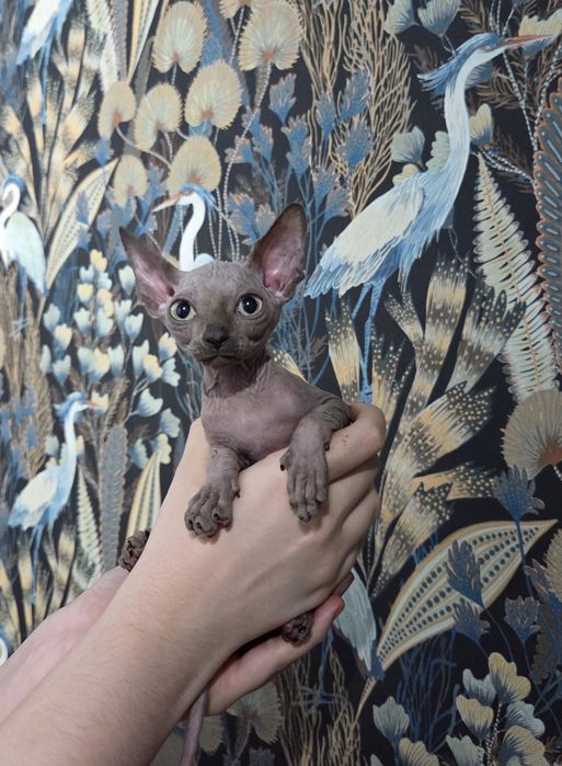 Sfinks Kanadyjski chłopczyk ROMUŚ