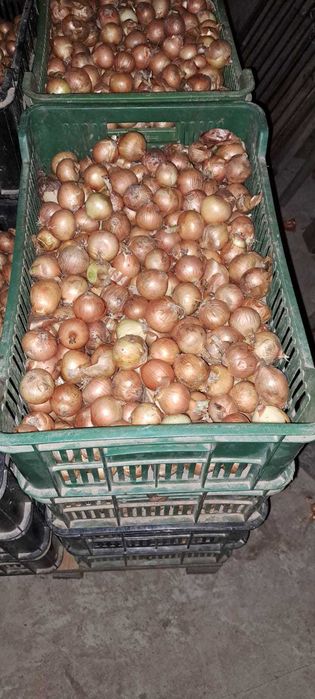 Cebula i cebula szczypiorówka sprzedam