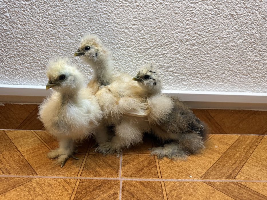 Galinhas Sedosas, Brahamas, Rhode Island red
