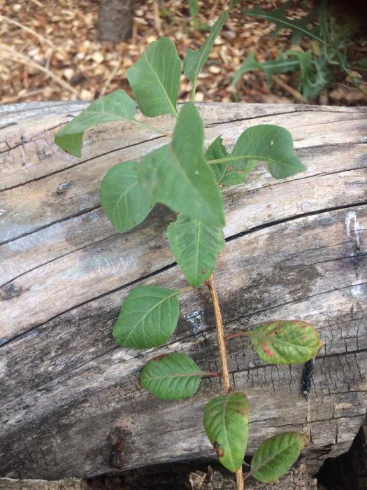 Саженцы фисташки / Саджанці фісташки