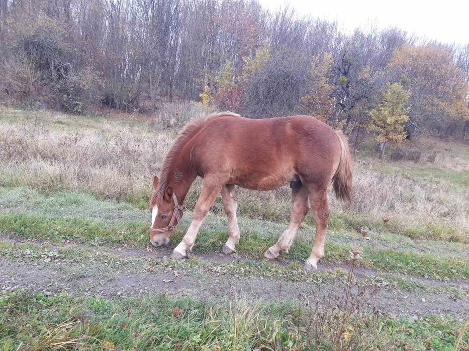 Продам лоша 7місяців