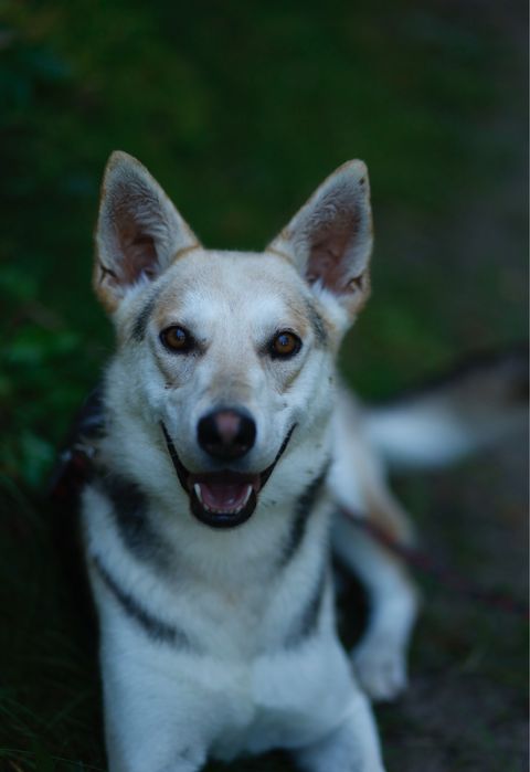 Jolo psiak do adopcji