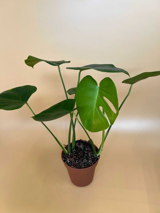 Монстера Делікатесна (Monstera Deliciosa)