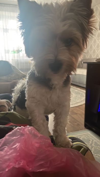 Вʼязка бівер йорк