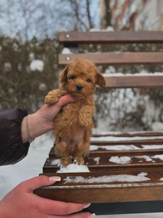 ЛЯЛЬКОВІ цуценята Мальтіпу Ф1/Ф2