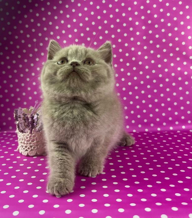 Kocięta brytyjskie kotki kocurki koty kocury długowłose FPL WCF