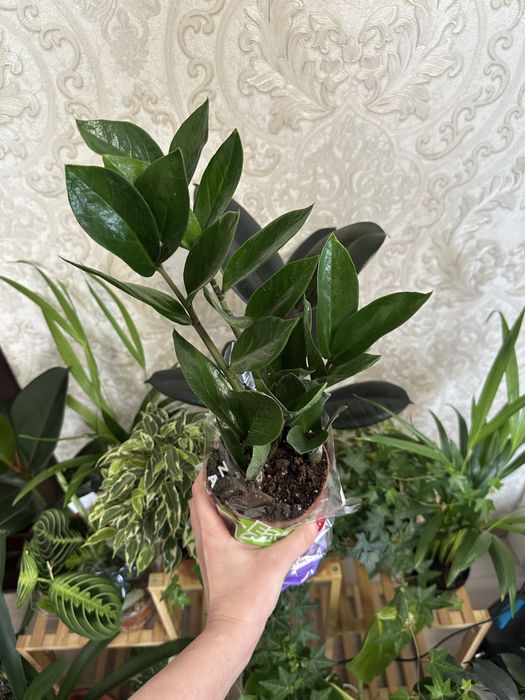 Кімнатні квіти Рослини