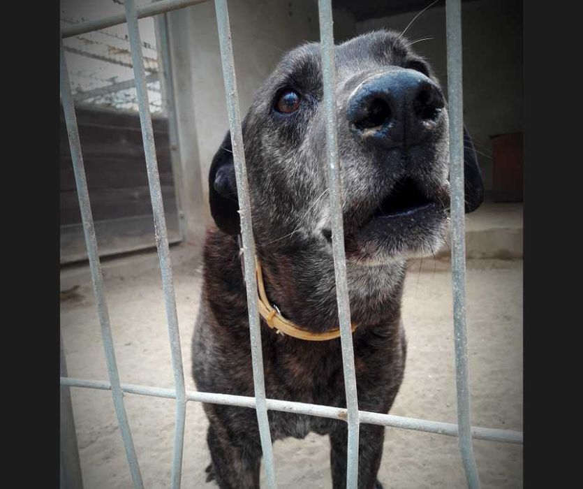 List do Św. Mikołaja – bezdomny pies CEZAR / Olsztyn