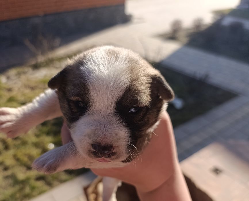 Продам песиків Джек-Рассел-Тер'єр 3 дівчинки і 2 хлопчика