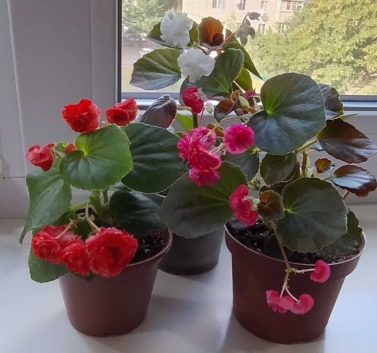 Бегония махровая вечноцветущая розовая, красная и белая