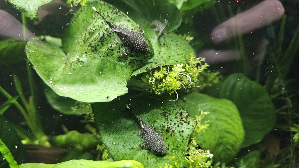 Glonojady - wielkość od 1 cm do 5 cm