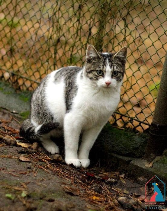 Rajo 264/25 - SZUKA DOMU!