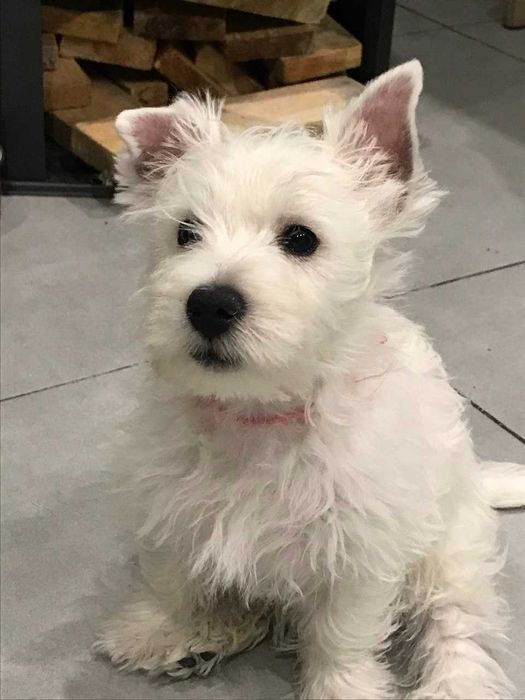 Цуценята вест хайленд уайт терєра