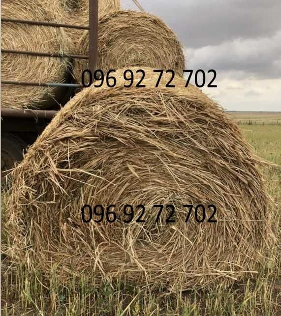 Качественные семена Суданки от Производителя!