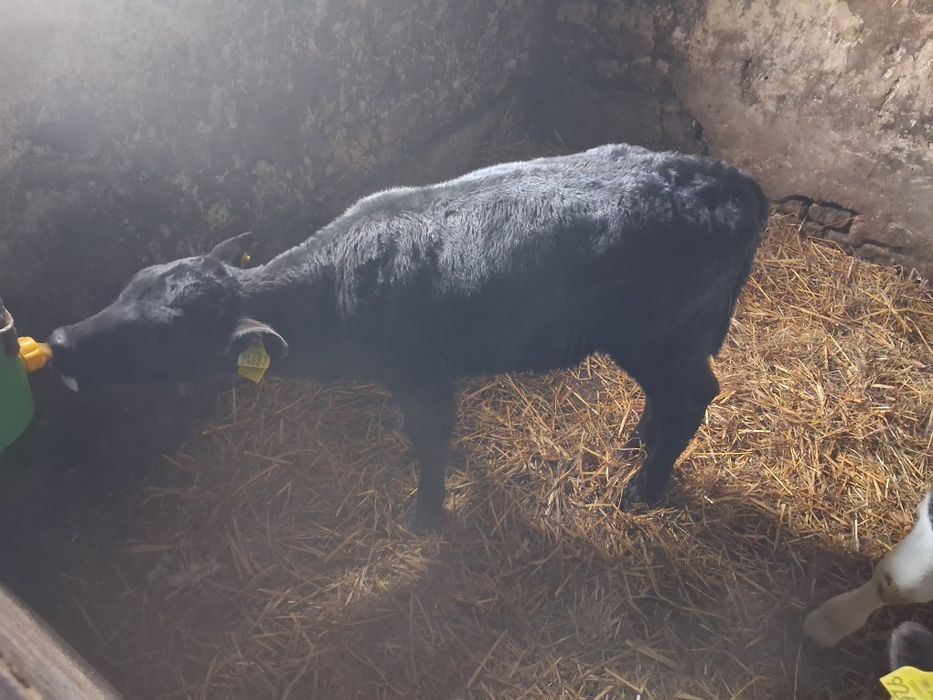 Jałowka żarłaczka