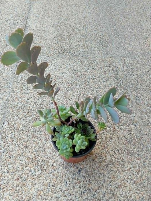Arranjo de Suculentas com Kalanchoe Marnieriana (Saudáveis e Enraizadas)