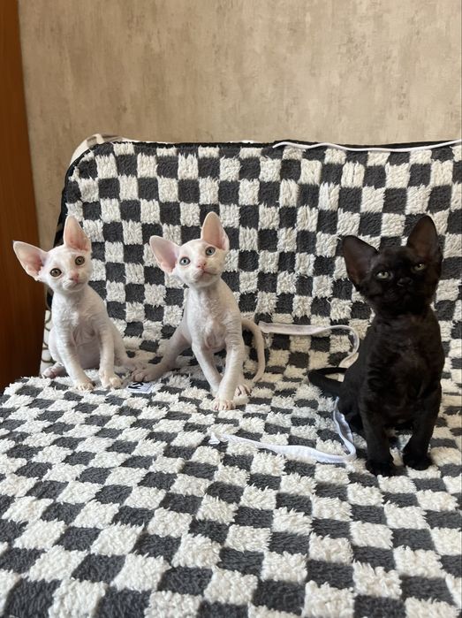 Кошенята Девон Рекс/Devon rex