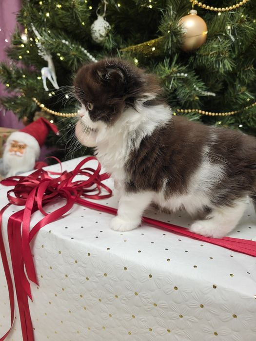 Szkocki prostouchy z rodowodem WCF