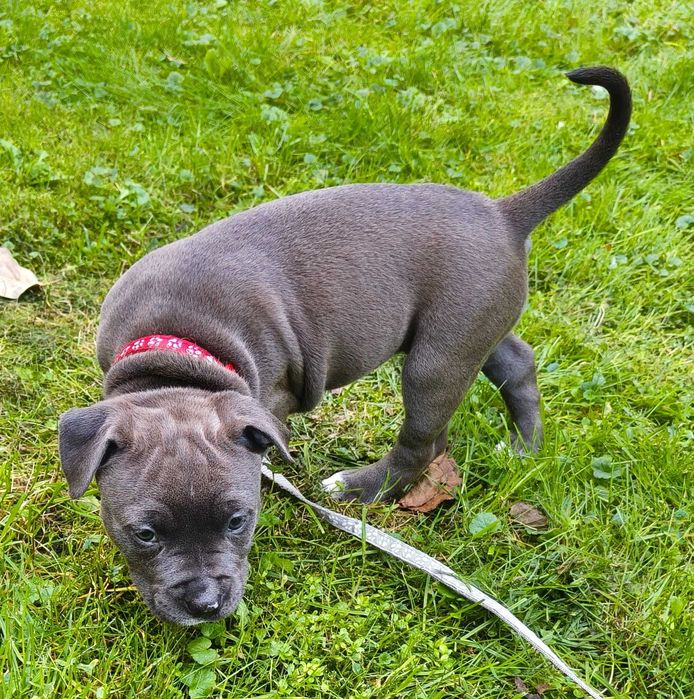 Amstaff Blue - suczka 4 - REZERWACJA