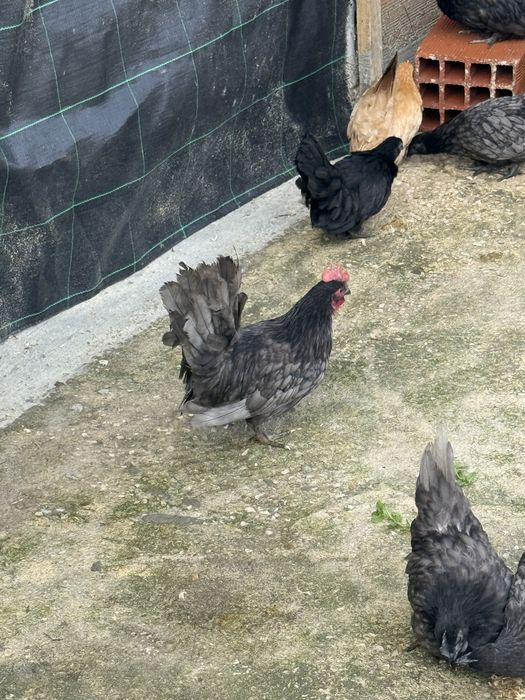 Vende se galos nagasaki