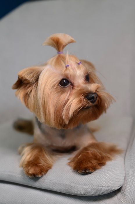 Вязка Йорк Мальчик мини