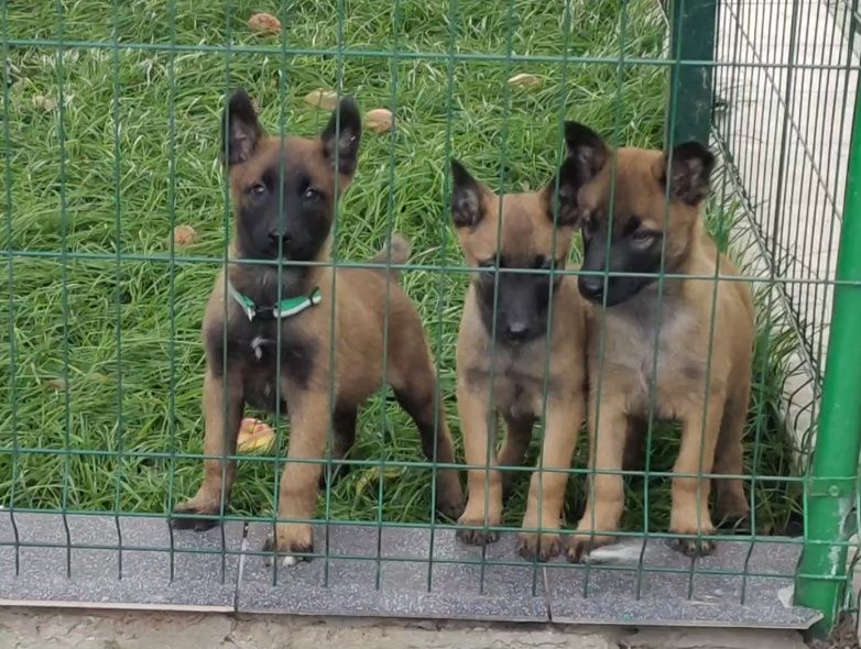 Щенки бельгийской овчарки.