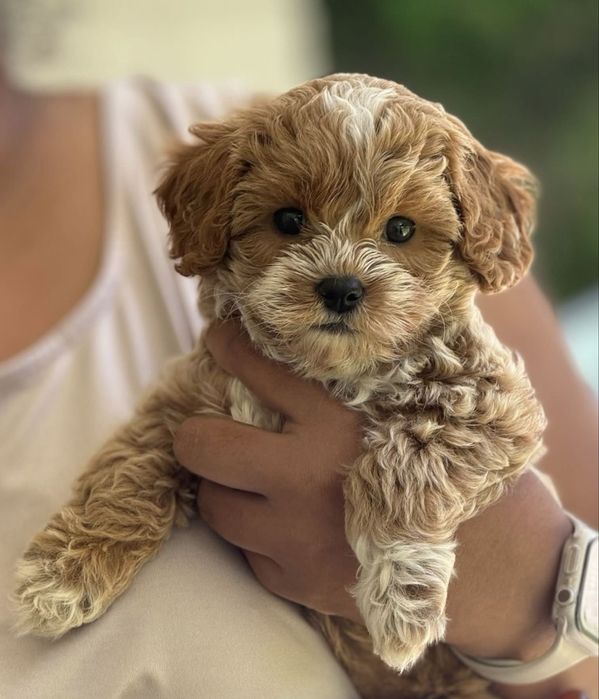 Грайливий малюк мальтипу F1 VIP