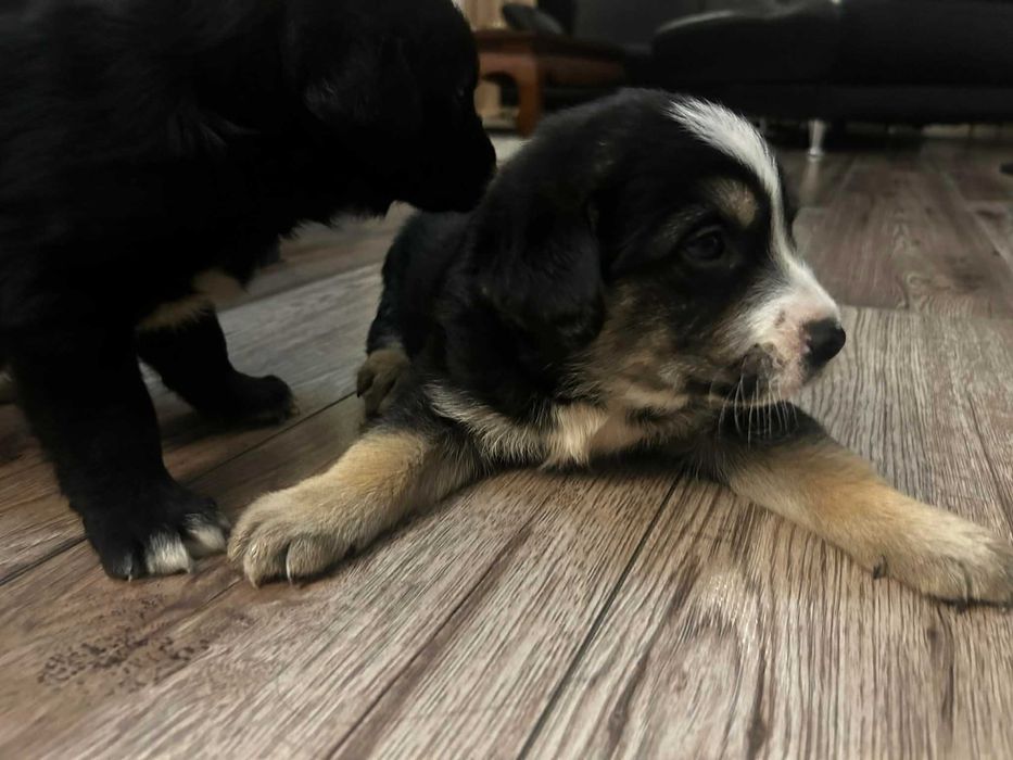 Pies  retriever rodowod