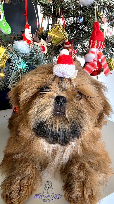 Filhote Macho Shih Tzu