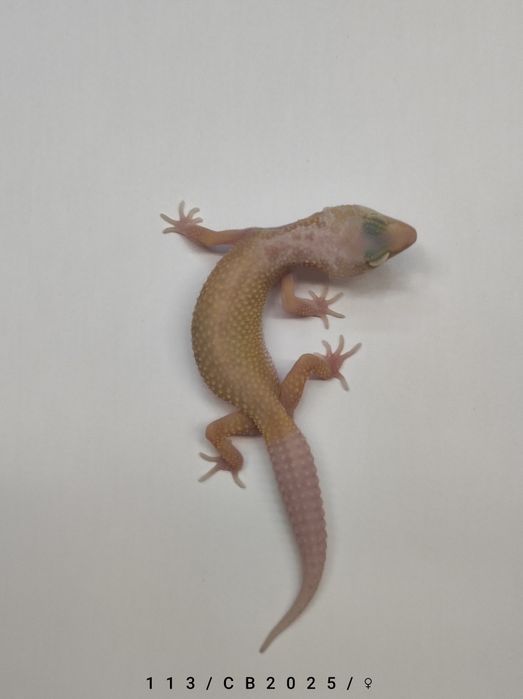 Samiczki Gekon Lamparci