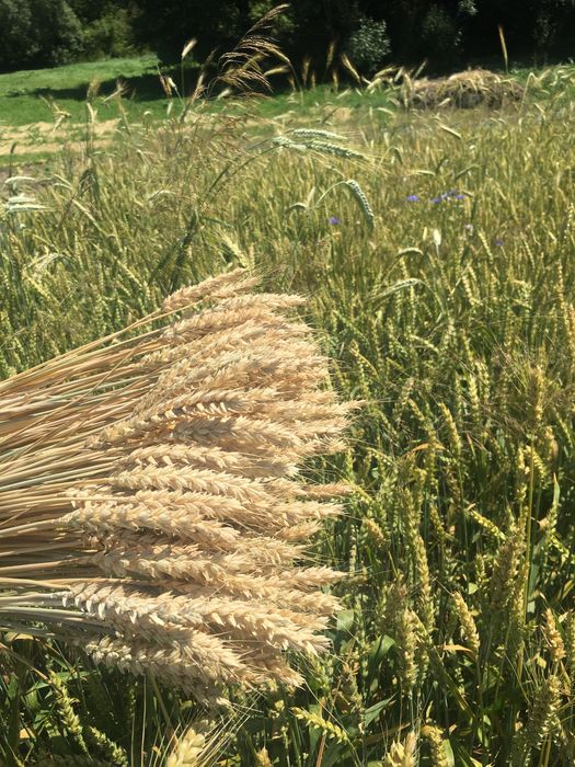 продам колоски пшениці, жита