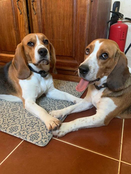 O Duo de Beagles (A Alegria)