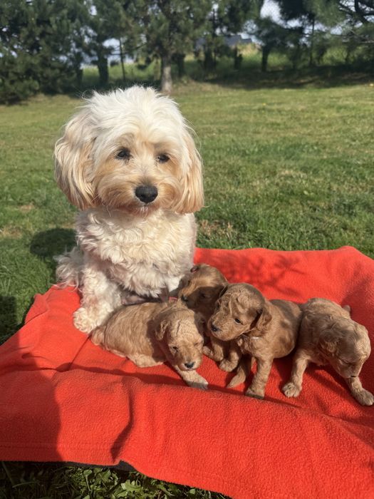 Cudowna sunia maltpoo- rezerwacja