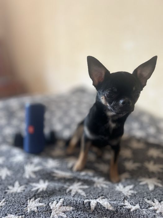 Вязка Чихуахуа молодий, енергійний, гарний